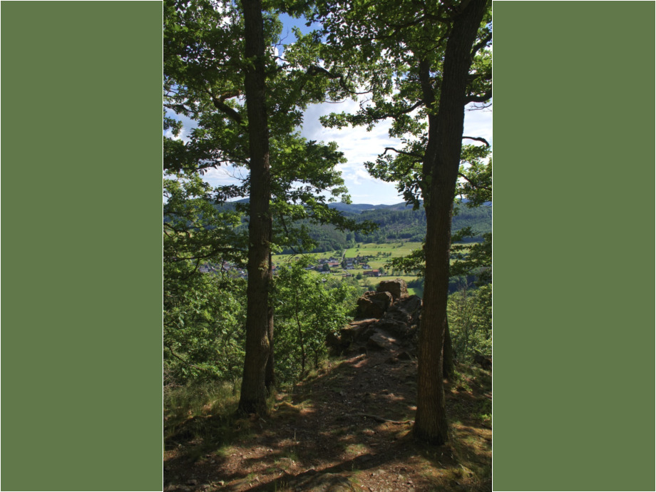 Waldblick