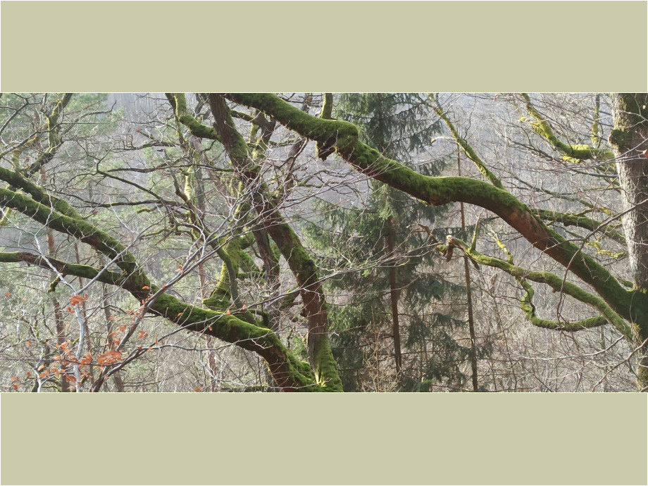 Im Taunus