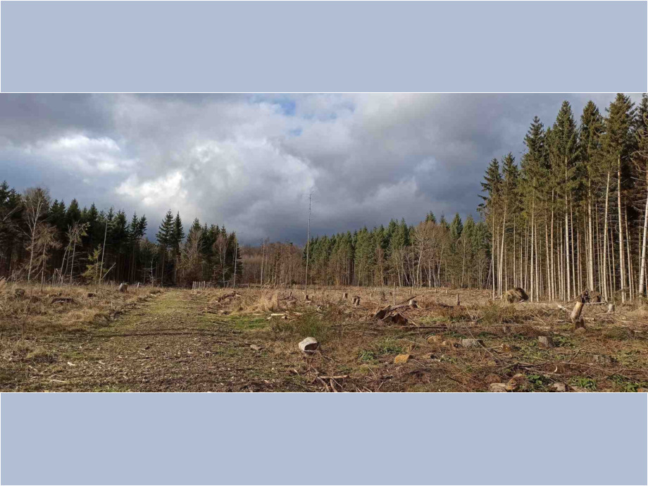 Waldschaden