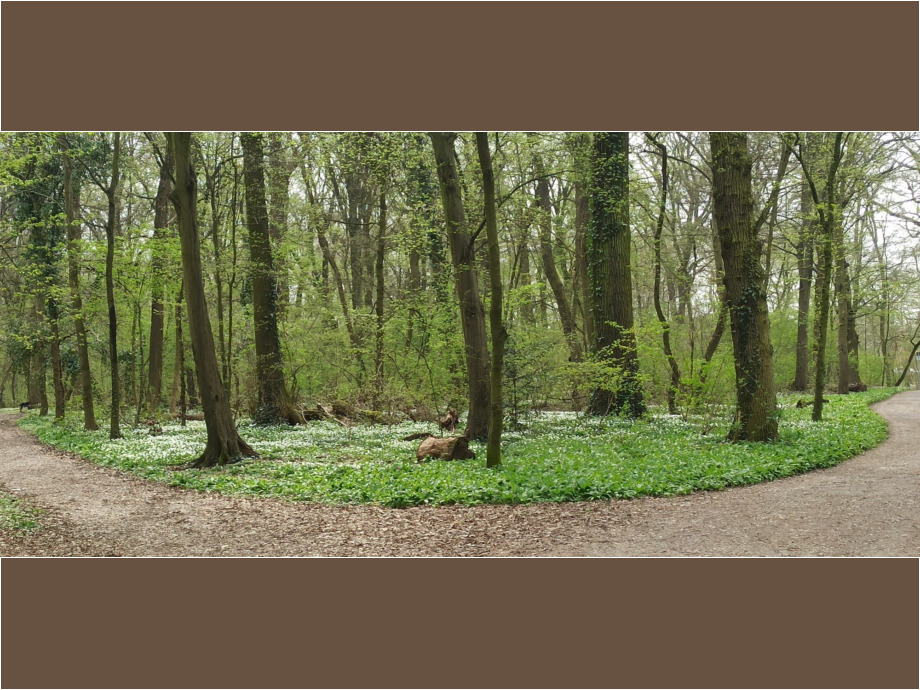 Frühlingswald