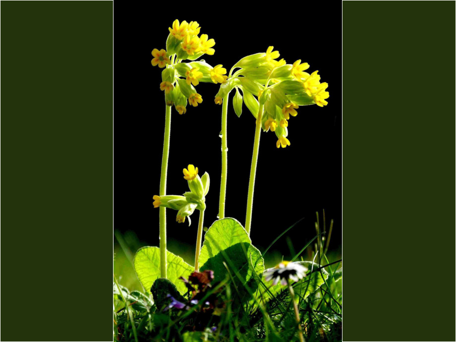 Schlüsselblumen