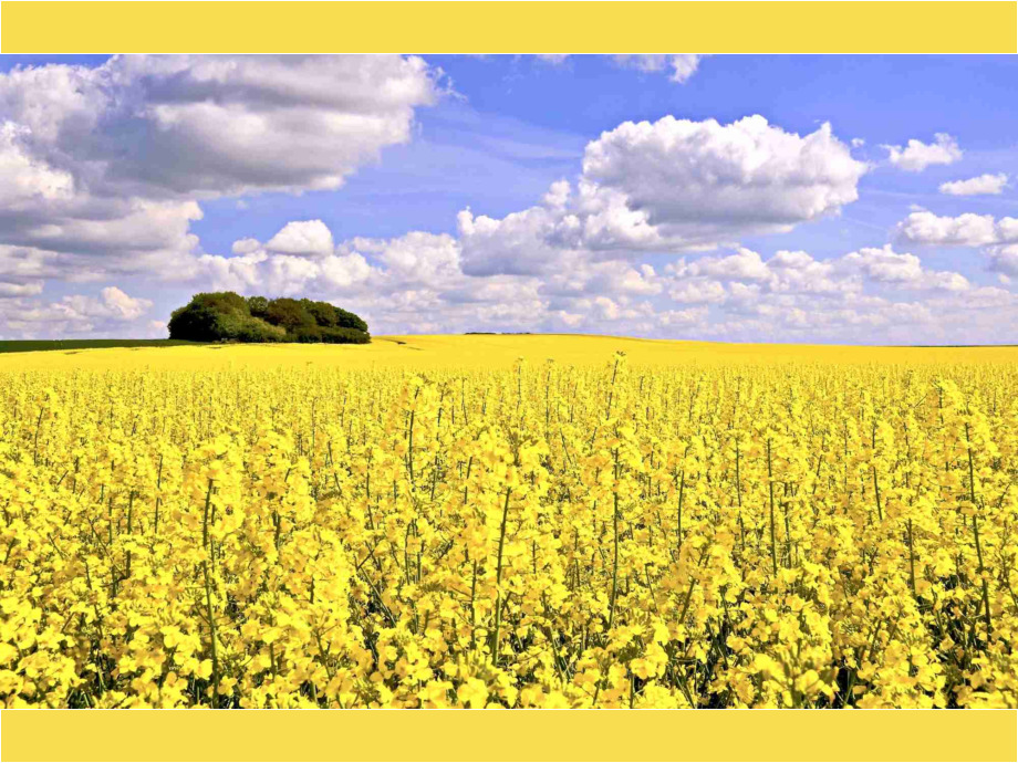 Raps das Gold des Nordens