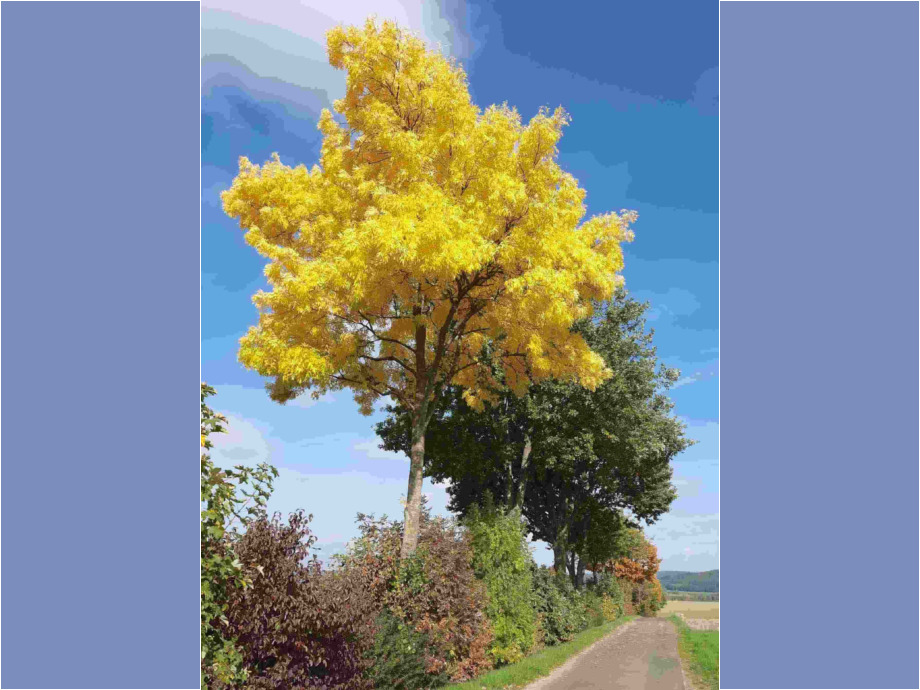 Herbstgelb