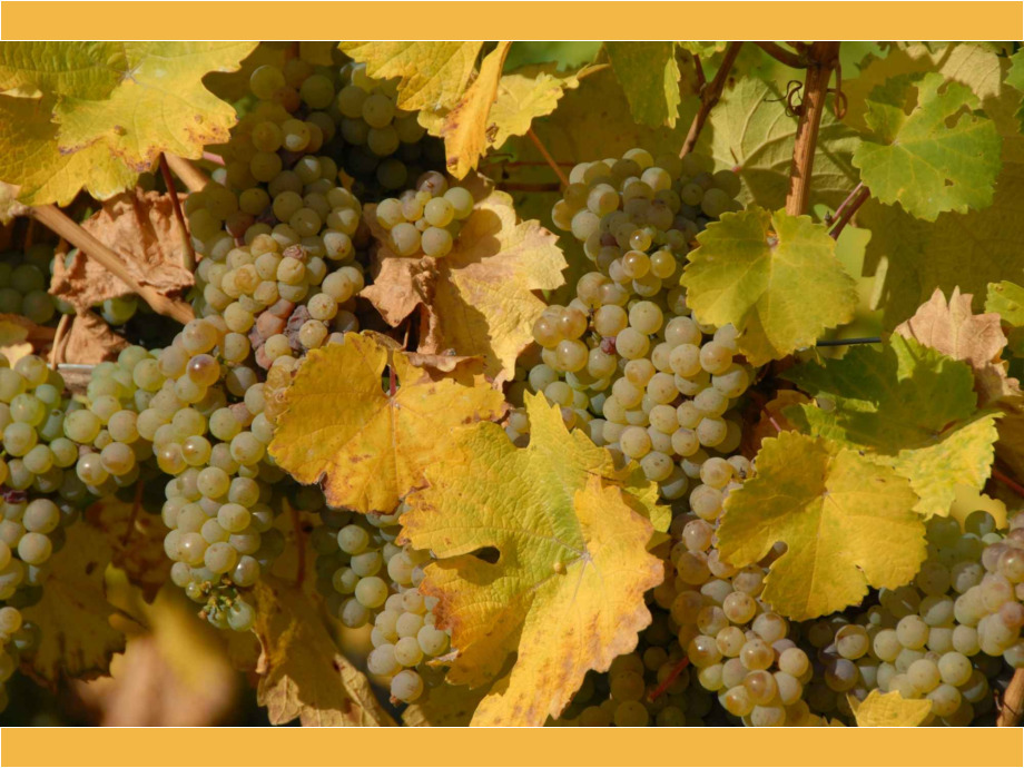 Wein
