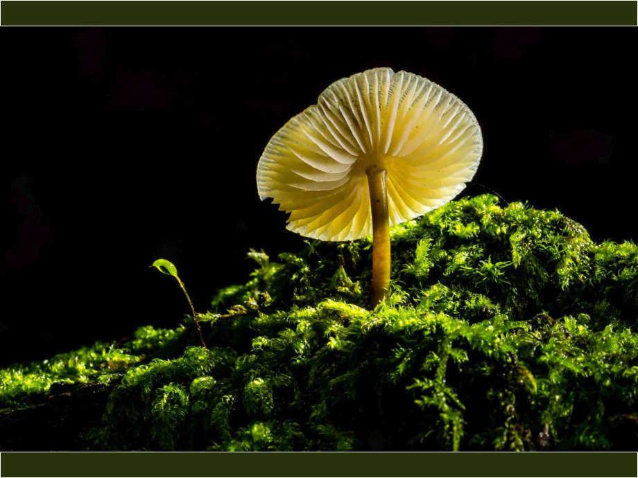 Leuchtende Pilze