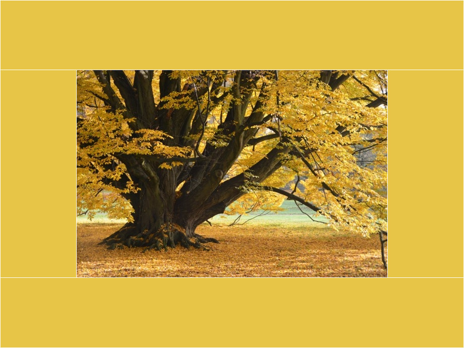 Alter Baum