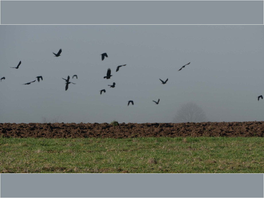 Kraehen vor Nebel