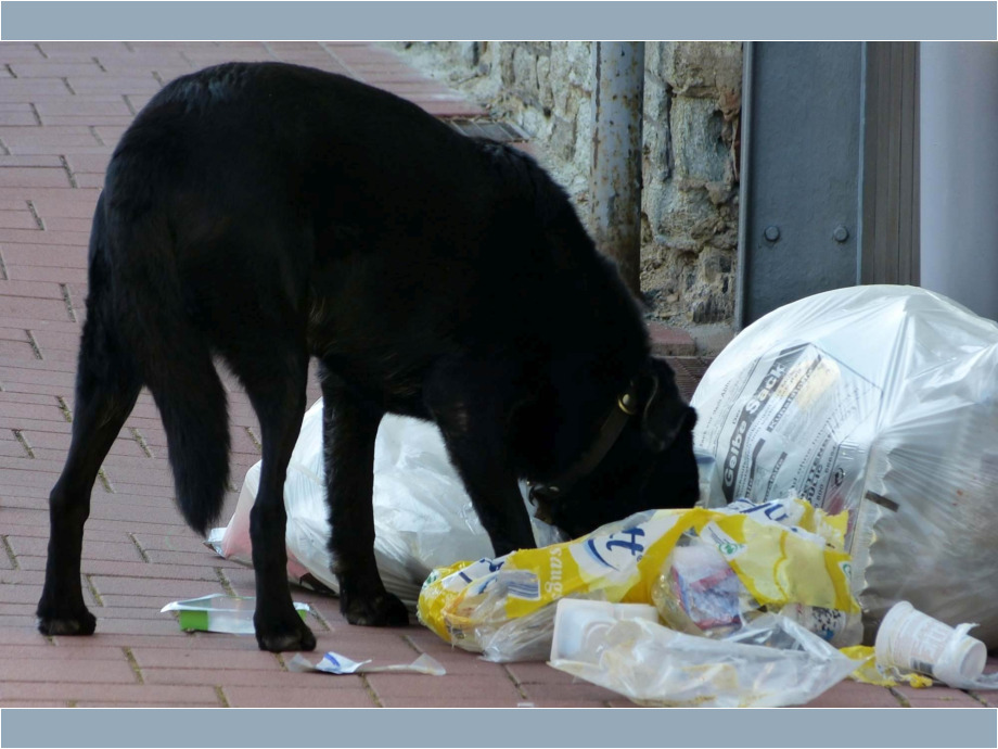 Hund sucht nach Futter