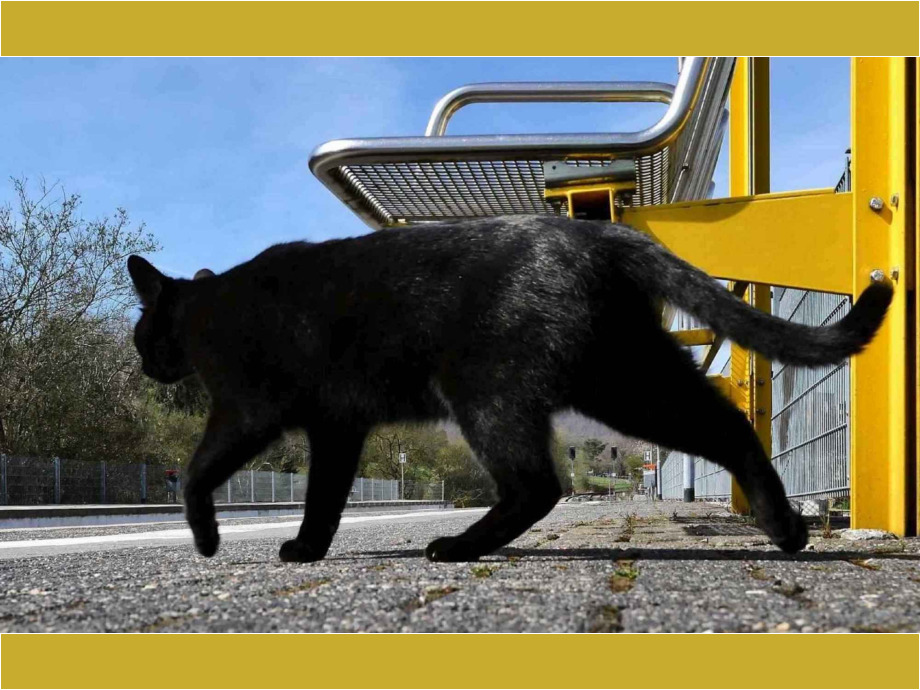 Kater Kurt am Bahnhof