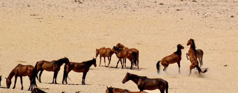 Hengstkampf in der Namib-Wüste