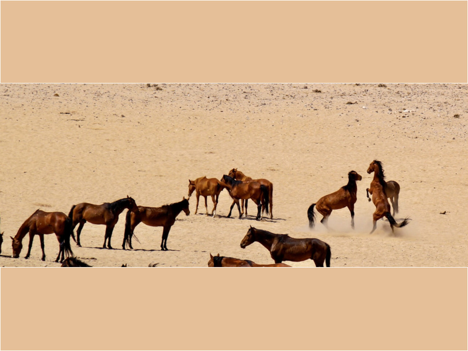 Hengstkampf in der Namib-Wüste