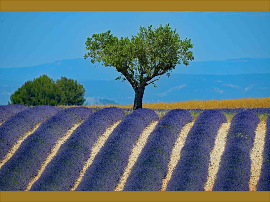 Lavendel