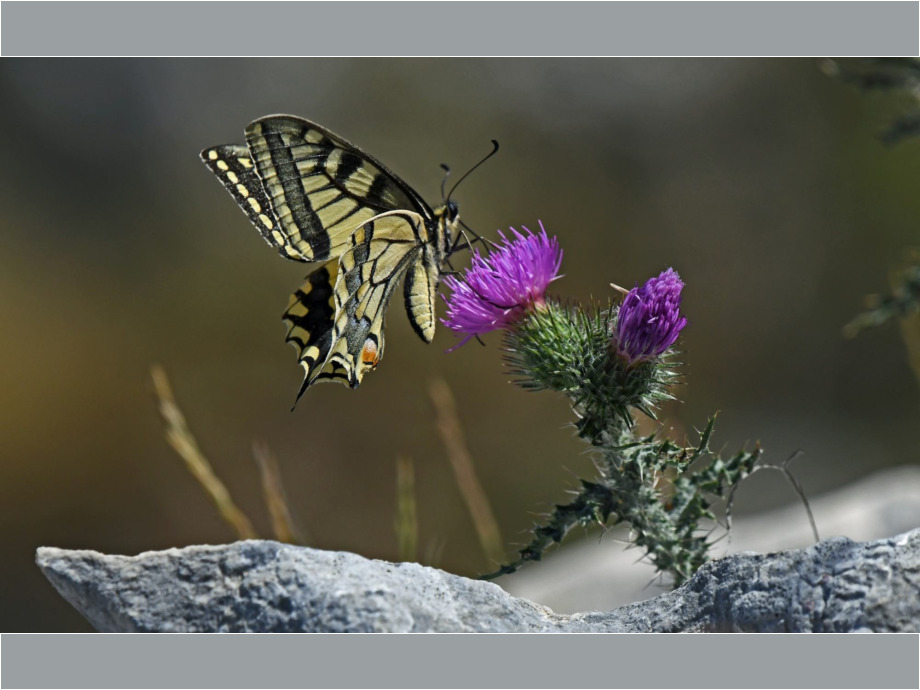 Schmetterling