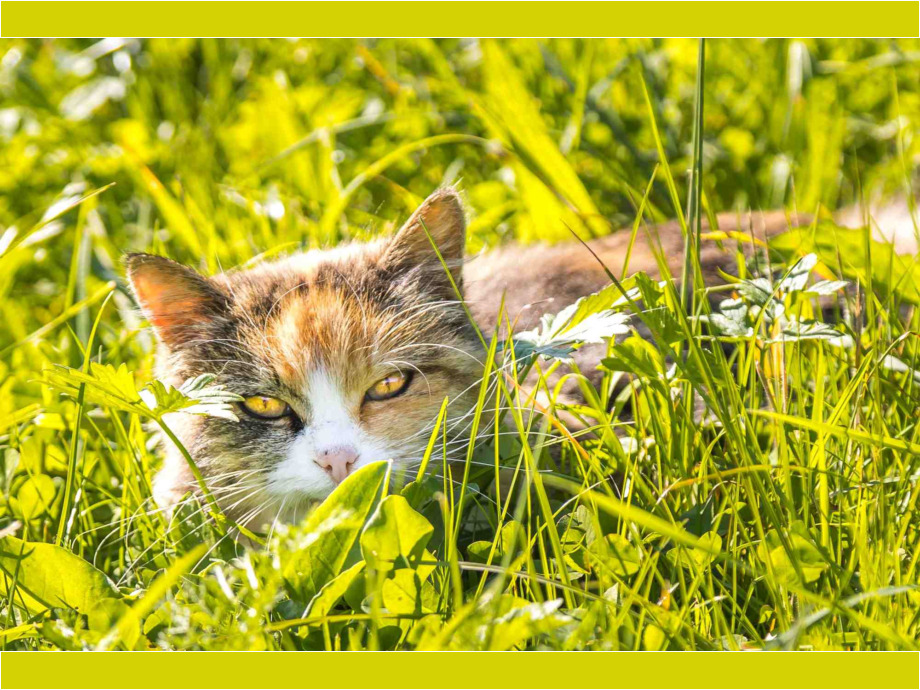 Katze im Brixental in Tirol