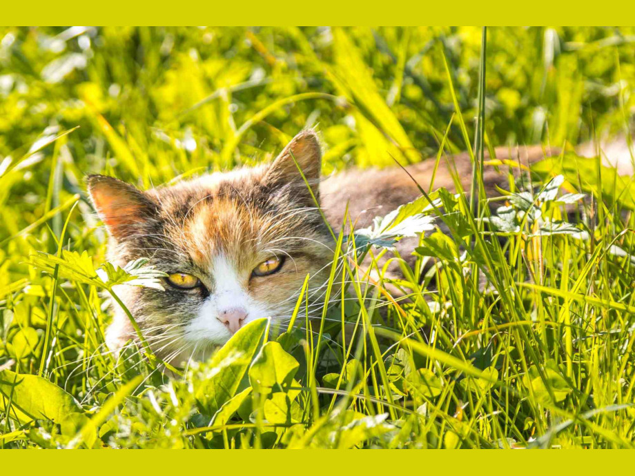 Katze im Brixental in Tirol