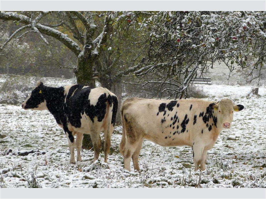 Rinder im Schnee