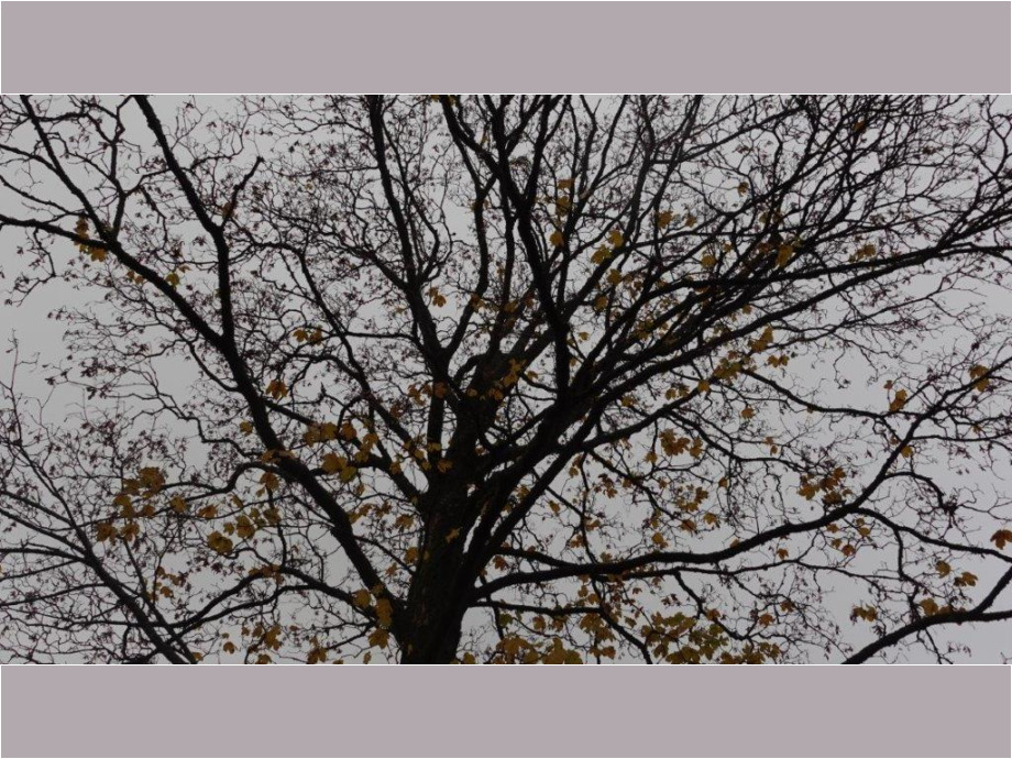 Herbstbaum