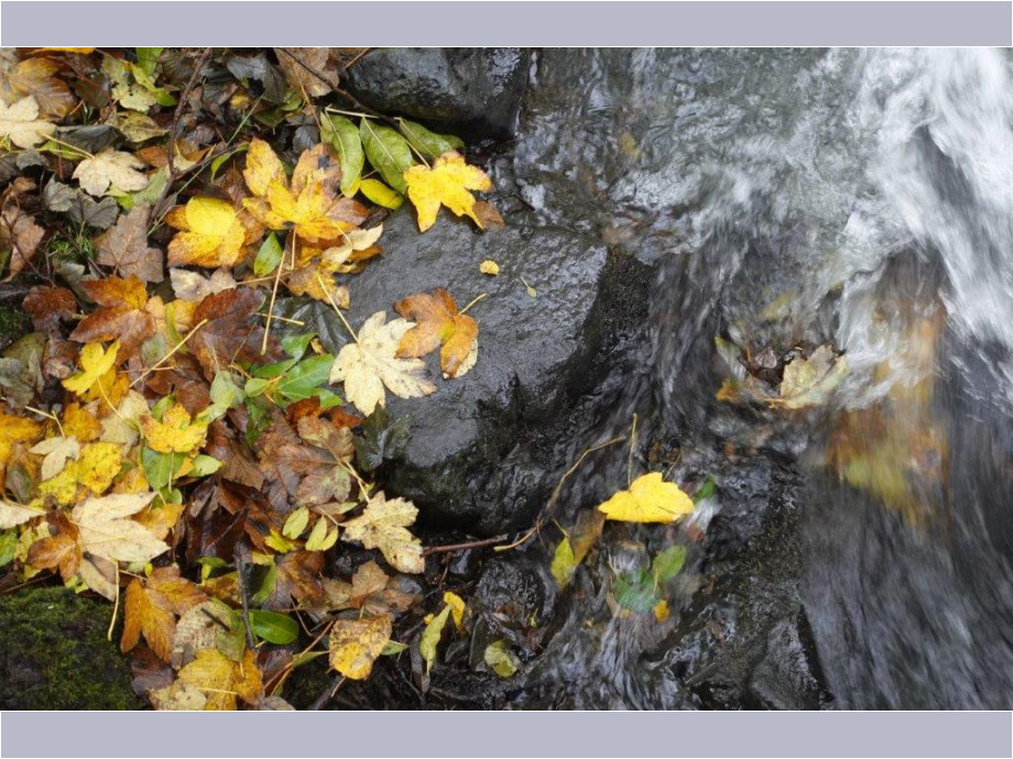 Herbstblätter