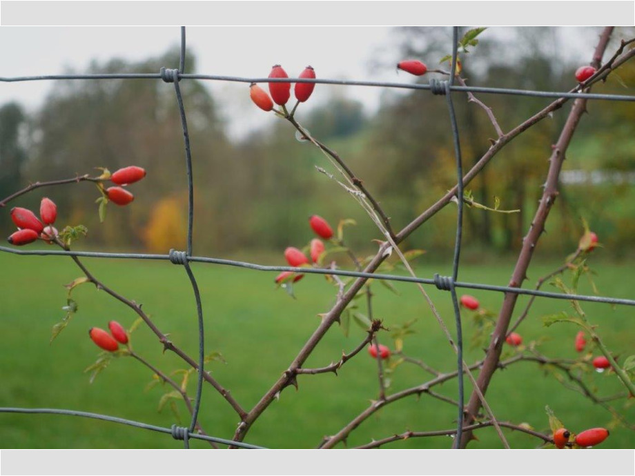 Herbstfruechte