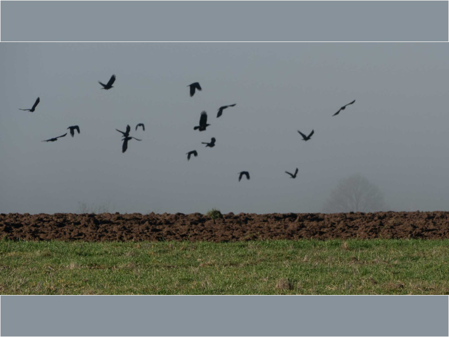 Kraehenflug