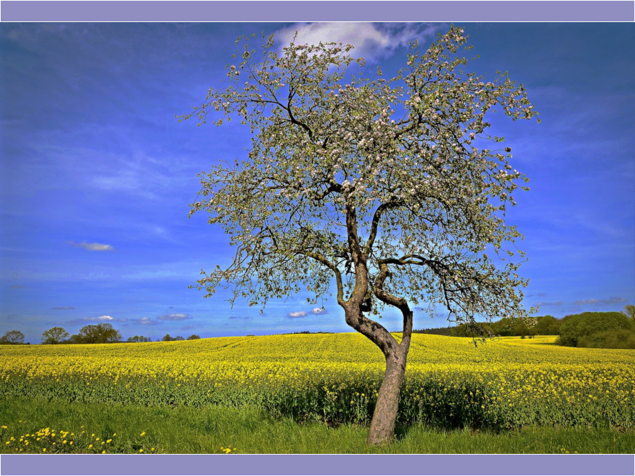 Apfelbluete am Rapsfeld Apfelbluete am Rapsfeld