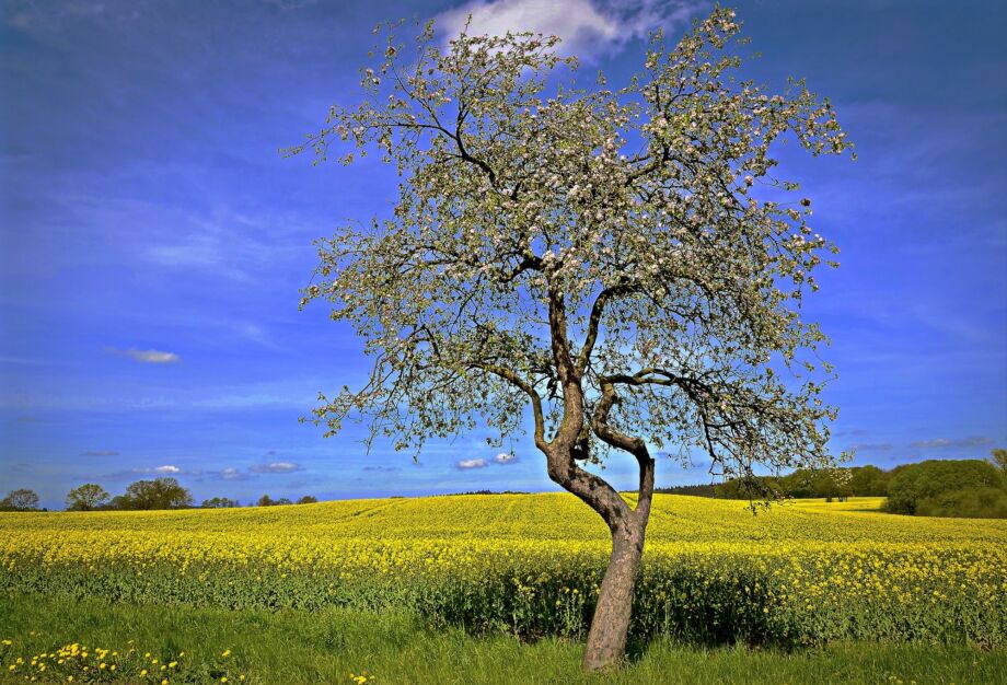 Apfelbluete am Rapsfeld