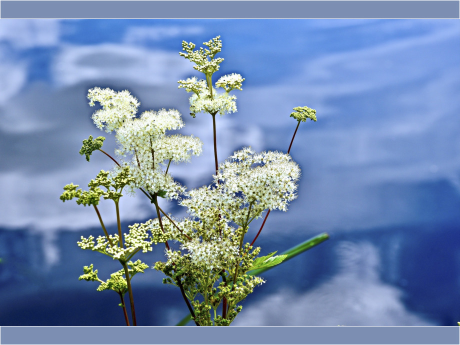 Wasser des Lebens Wasser des Lebens