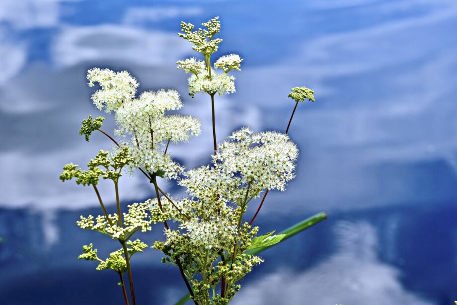 Wasser des Lebens