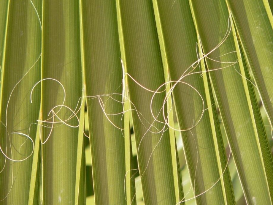 Meine Palme