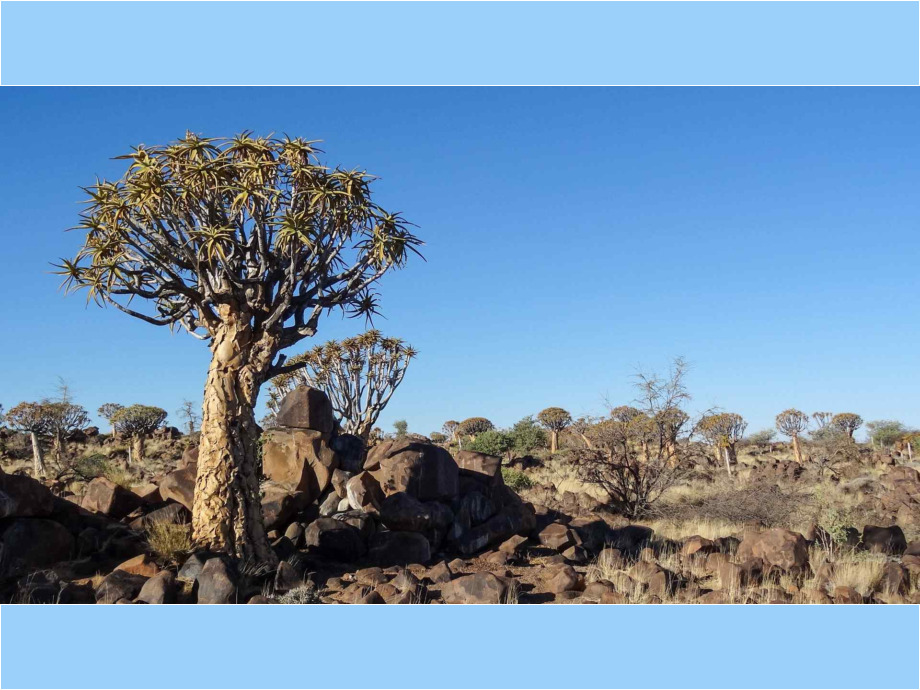 Köcherbaumwald_Namibia