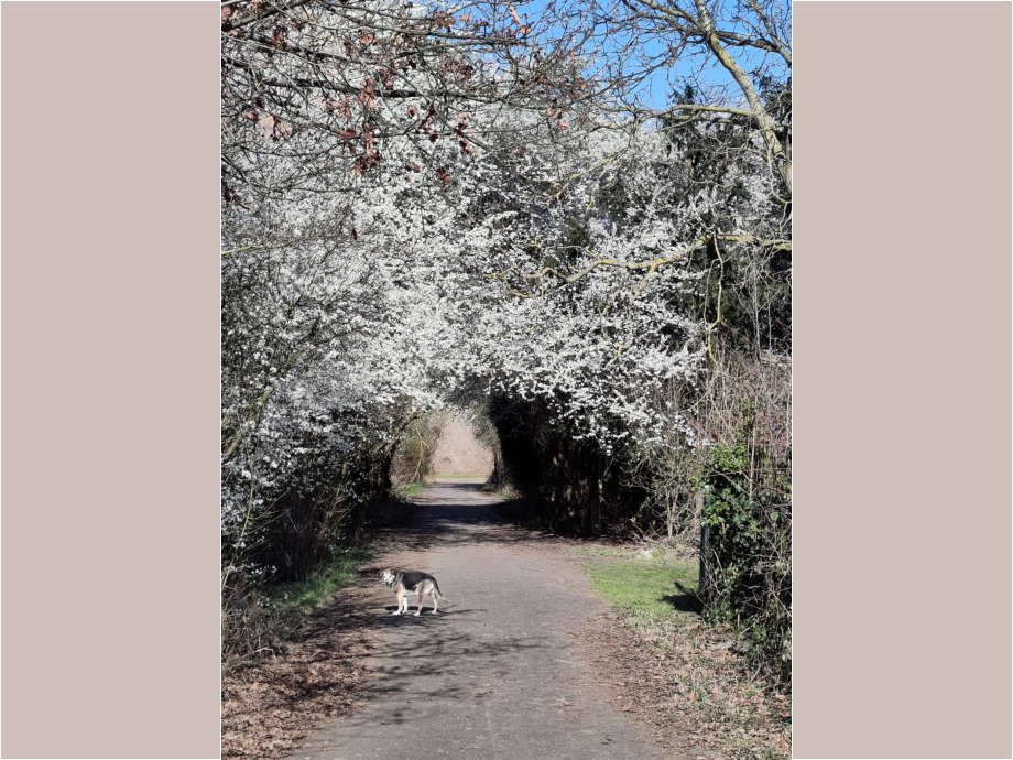 Blütenweg