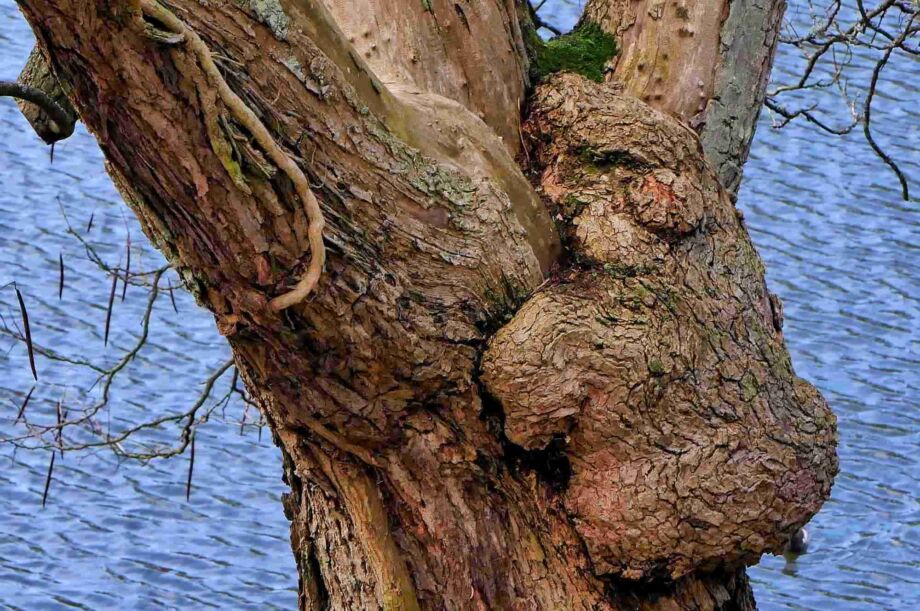 Bär im Baum Bär im Baum