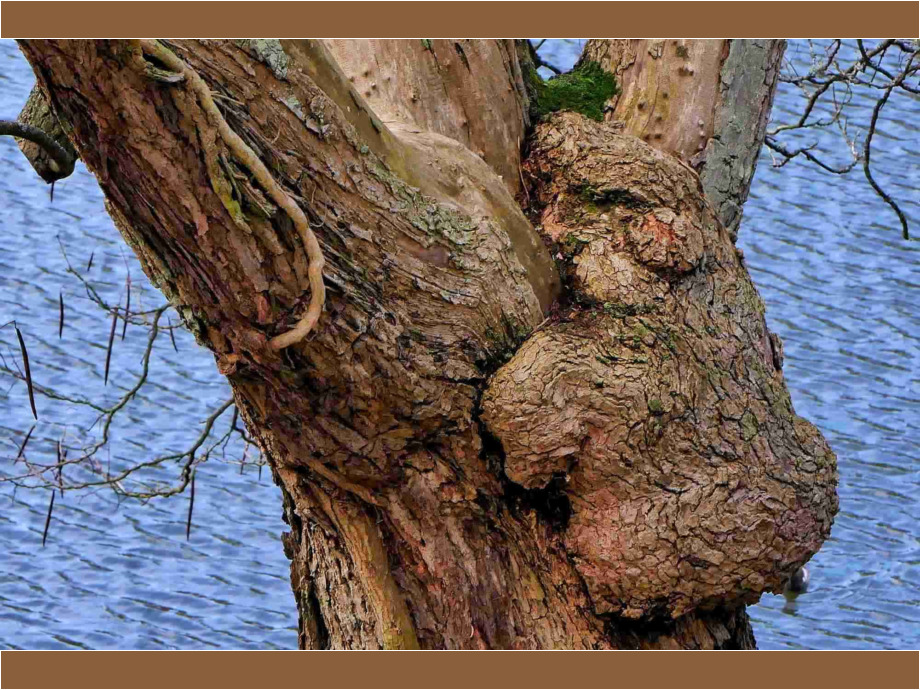 Bär im Baum Bär im Baum