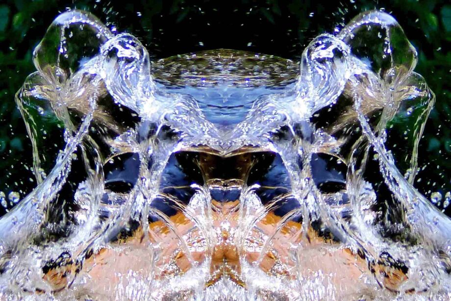 Wasserfrosch Wasserfrosch