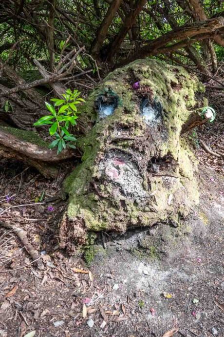 Baumgesicht Baumgesicht