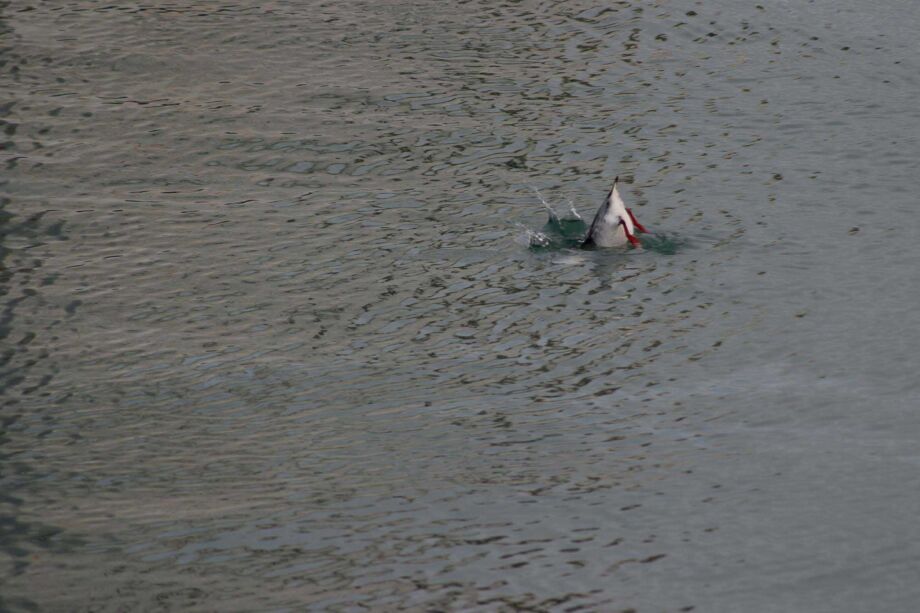 Ich sehe was was du nicht siehst Ich sehe was was du nicht siehst