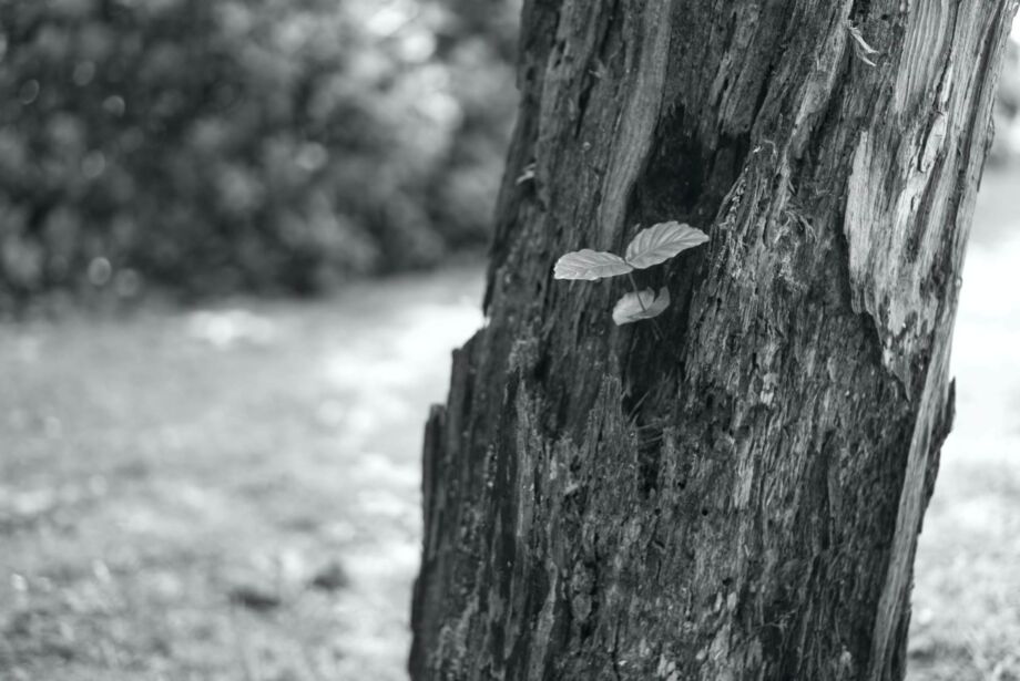 Ein zartes Pflänzchen Ein zartes Pflänzchen