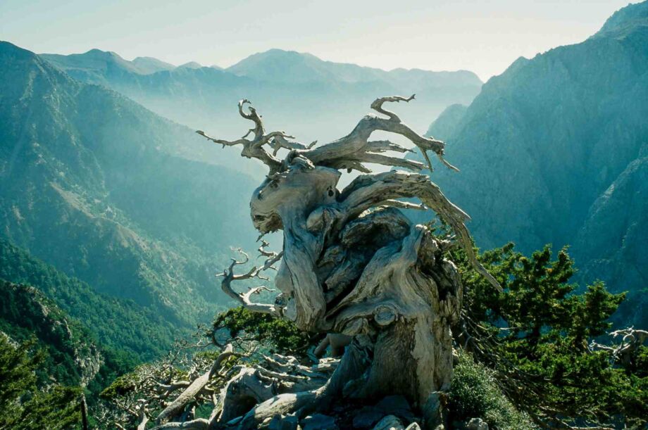 Der Hirsch vom Gingilos Der Hirsch vom Gingilos