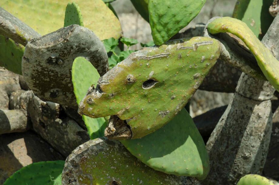 Kaktusfisch Kaktusfisch