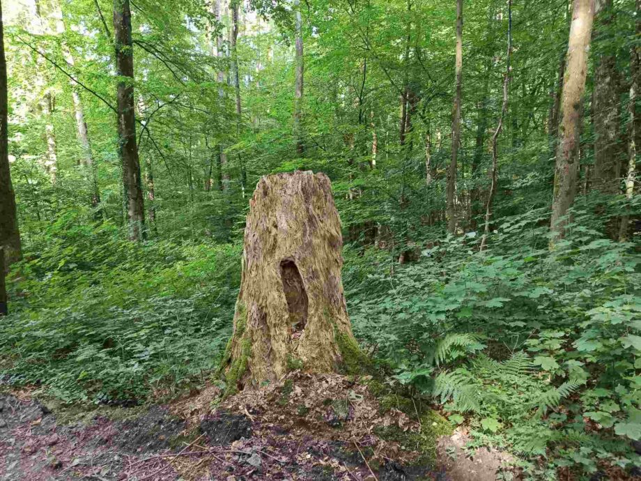 Der Schrei Der Schrei