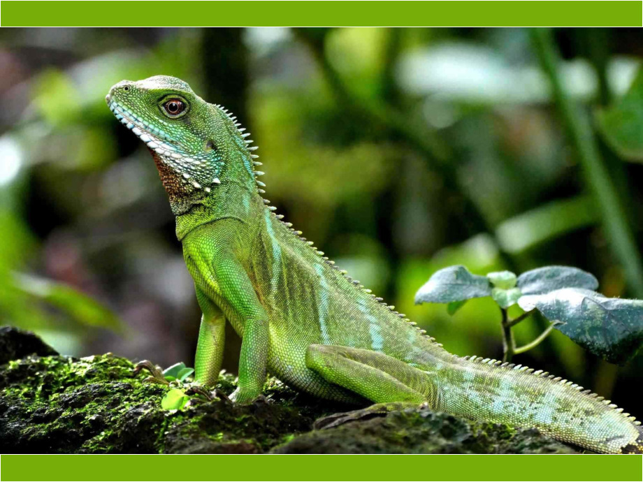 Leguan