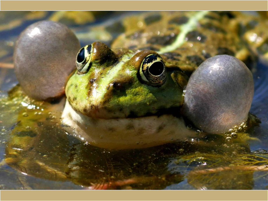 Frosch