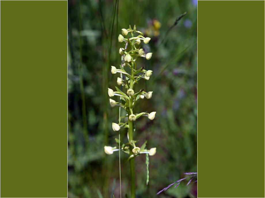 Wiesenschönheit