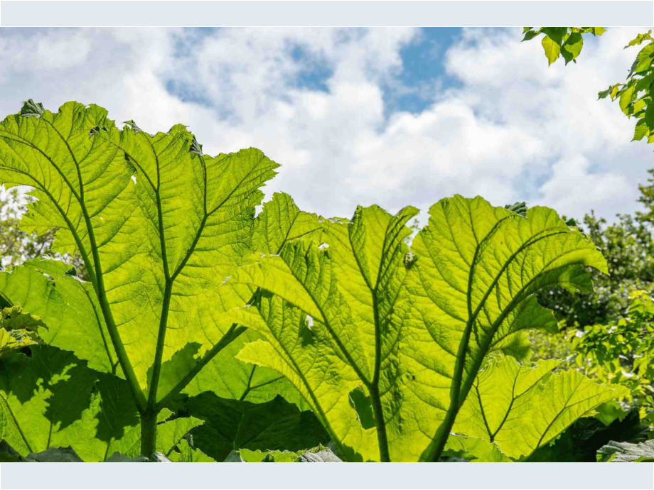 Leuchtendes Grün