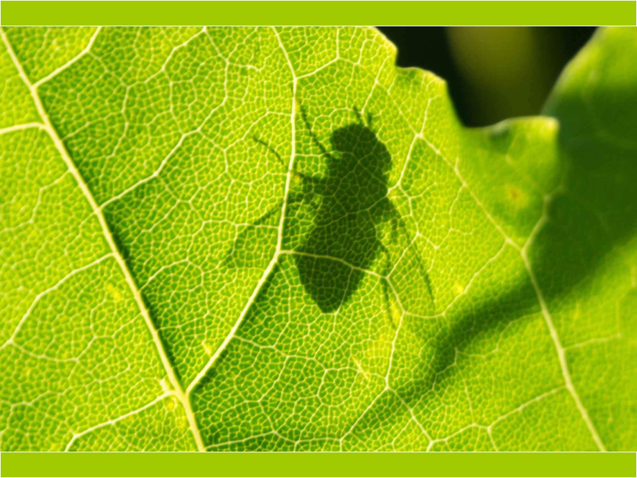 Ich bin grün!? - Fliege vor dem grünen Blatt