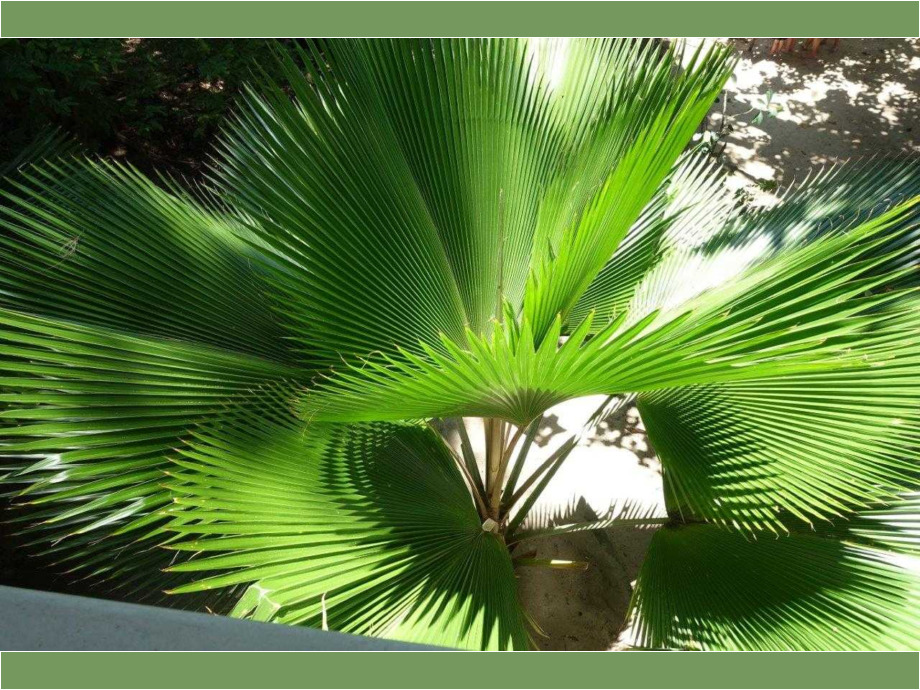 Arecaceae