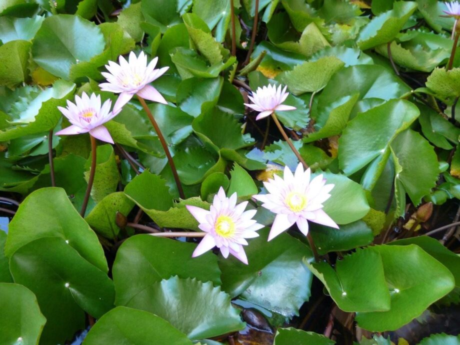Lotus