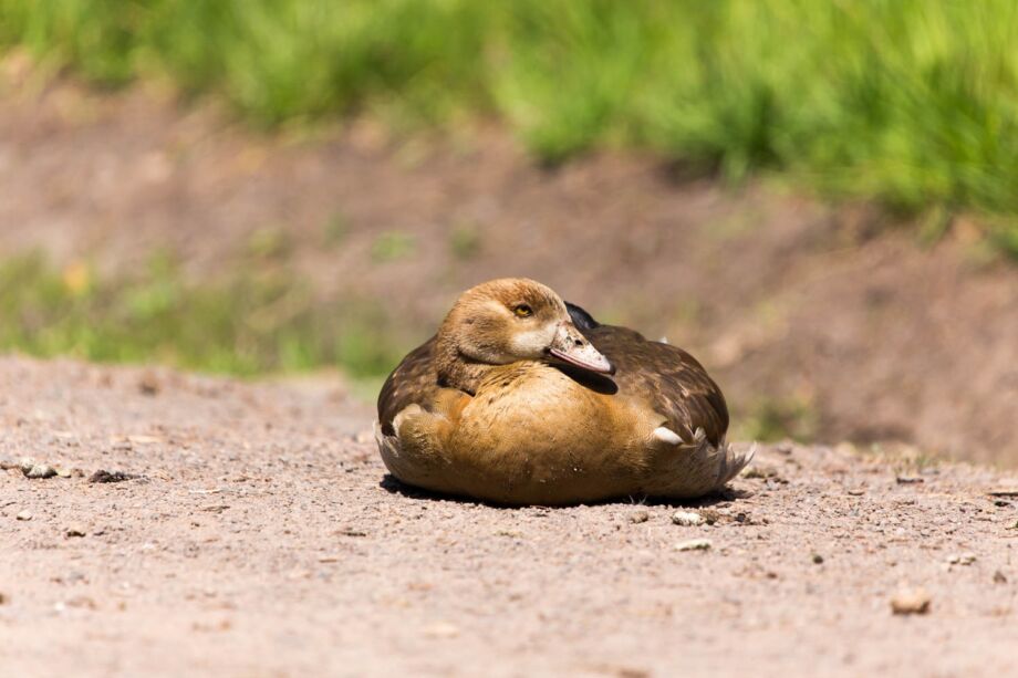 Wildpark "Alte Fasanerie"