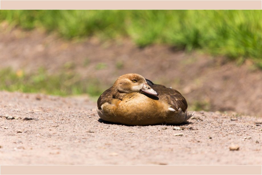 Wildpark "Alte Fasanerie"
