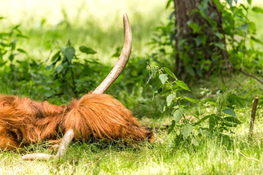 Wildpark "Alte Fasanerie"